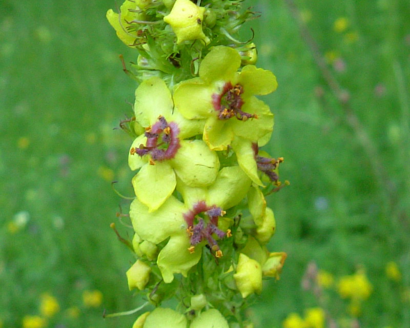 Verbascum nigrum
